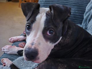 American Bulldog dogs Beautiful American Bulldog for sale - Advert 8