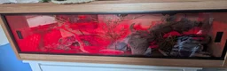 Leopard Gecko reptiles for sale: LEOPARD GECKO + PREMIUM 3FT VIVARIUM SETUP – £250 in Halesowen - Advert 3