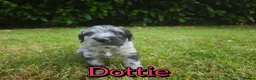 Mixed Breed dogs for sale: Loving Parsons Russell Cross Puppies  - Advert 18