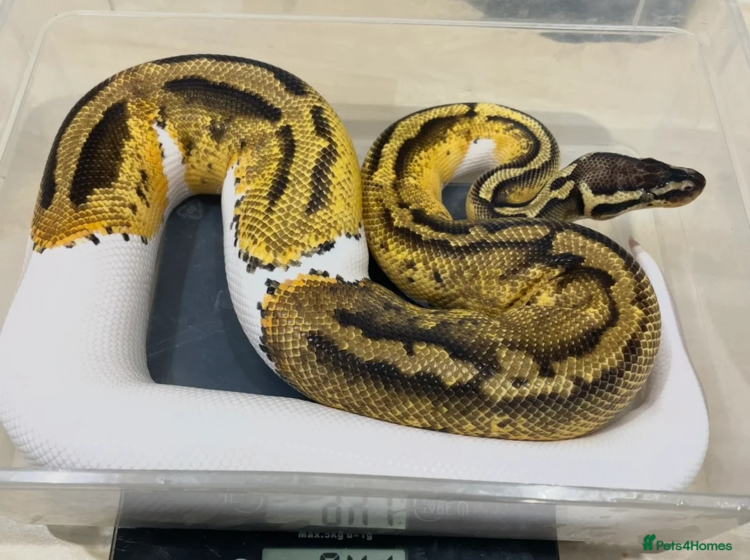 Python Snake reptiles for sale: CB21 Firefly Pied Male Ball Python With Enclosure - Advert 2