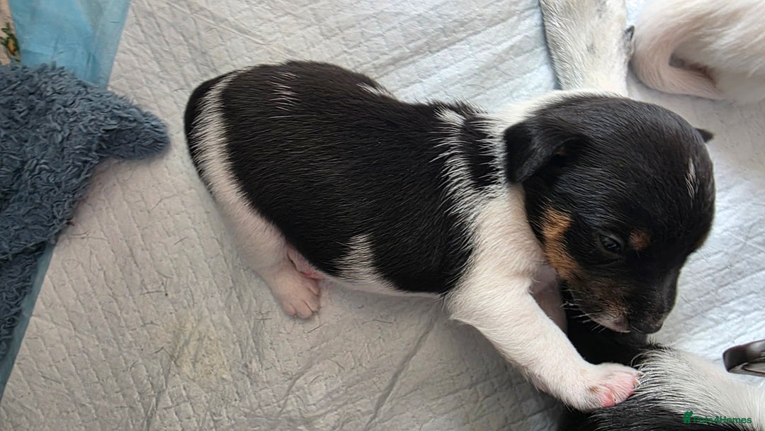 Jack Russell dogs for sale: Jack Russell Terrier  in Epping - Image 11