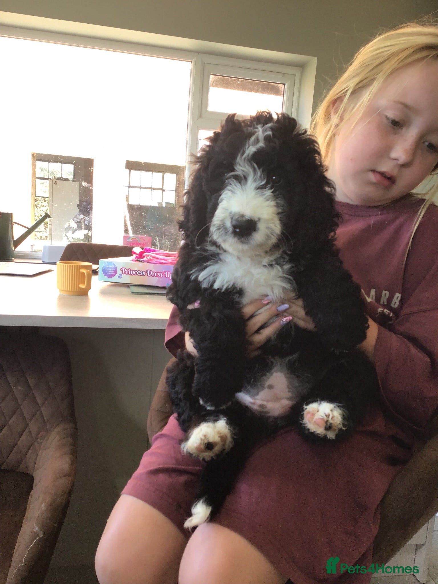 Bernedoodle dogs READY NOW..AMAZING BERNEDOODLE PUPPIES - Advert 10