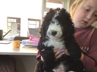 Bernedoodle dogs READY NOW..AMAZING BERNEDOODLE PUPPIES - Advert 10