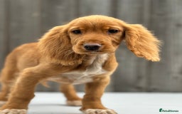 Cocker Spaniel dogs for sale: Cocker spaniel puppy’s  - Image 10