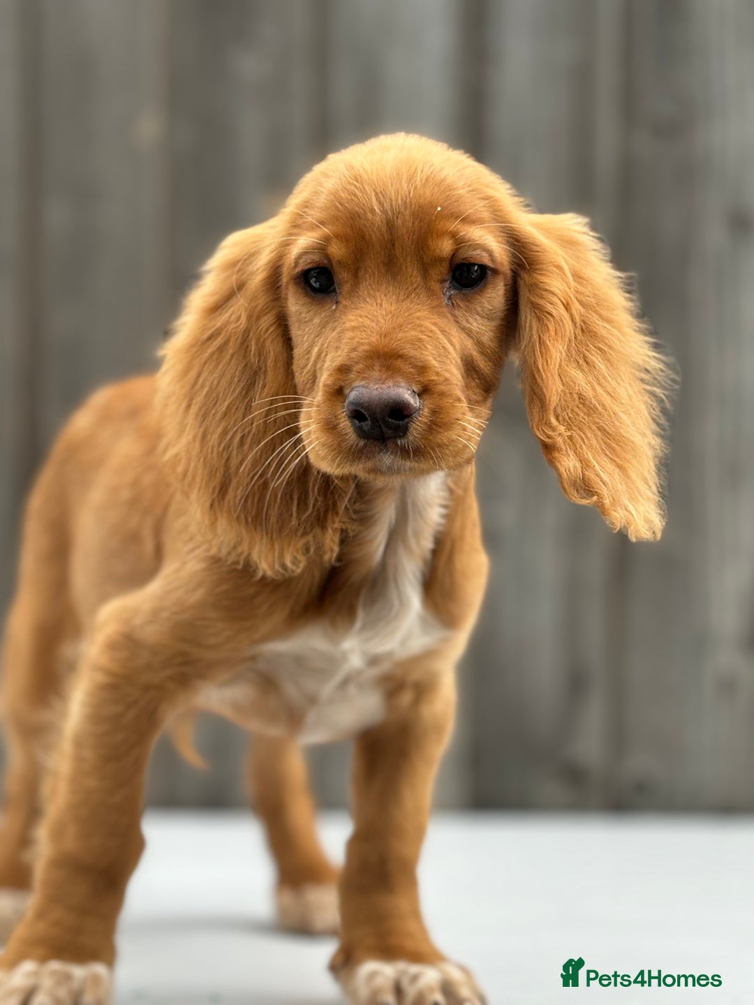 Cocker Spaniel dogs for sale: Cocker spaniel puppy’s  - Image 10