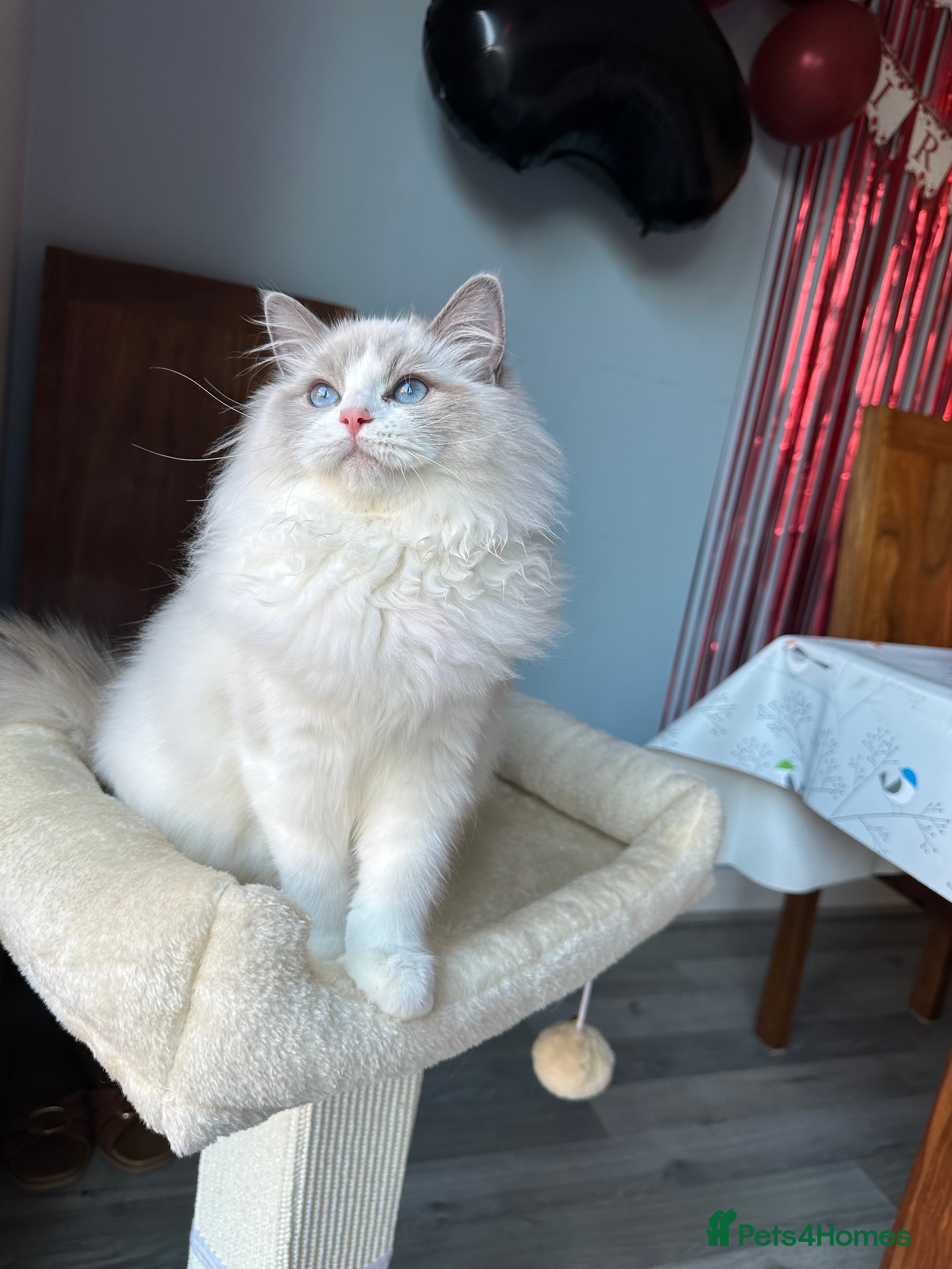 Ragdoll cats TICA Registered Ragdoll Kittens - Advert 8