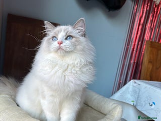 Ragdoll cats TICA Registered Ragdoll Kittens - Advert 8