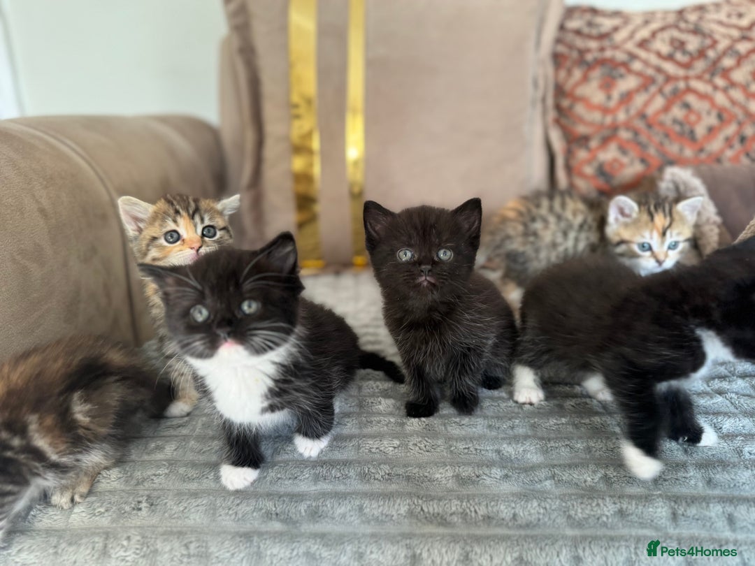 Persian cats for sale: mixed persian & bombay kittens  in Maidstone - Image 32