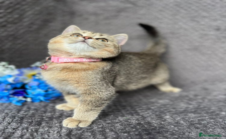 British Shorthair cats - Advert 8