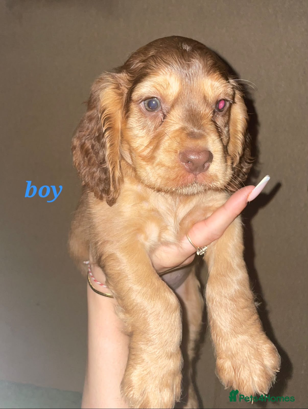 Cocker Spaniel dogs Show Cocker Spaniel puppies - Advert 7