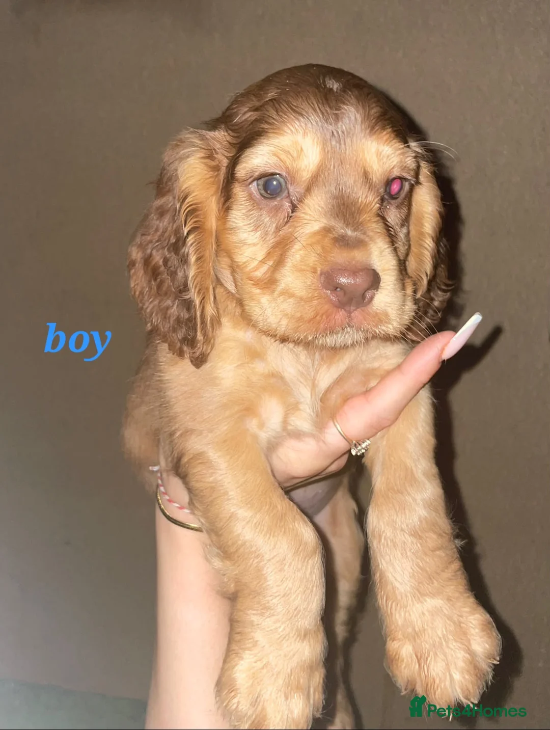 Cocker Spaniel dogs for sale: Show Cocker Spaniel puppies - Advert 1