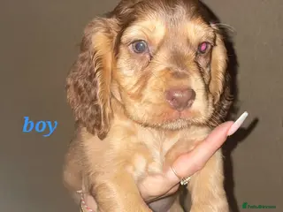 Cocker Spaniel dogs Show Cocker Spaniel puppies - Advert 9
