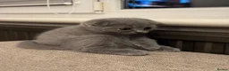 Scottish Fold cats for sale: 💙 Beautiful Blue Scottish Fold Girl - Advert 6