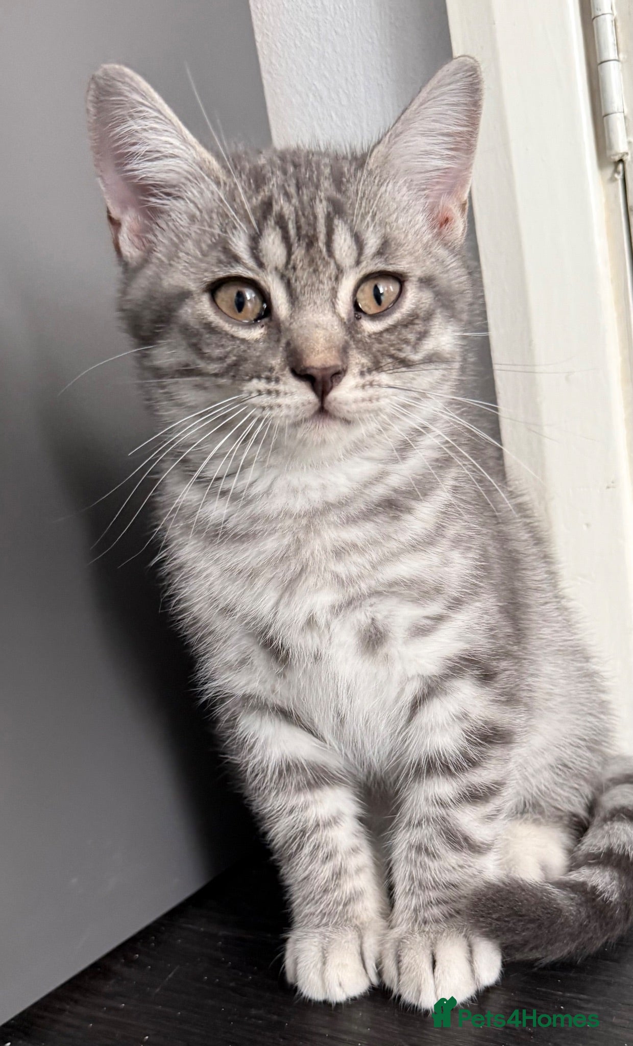 Scottish Fold cats Beautiful Silver Tabby Scottish Fold&Straight boys - Advert 9