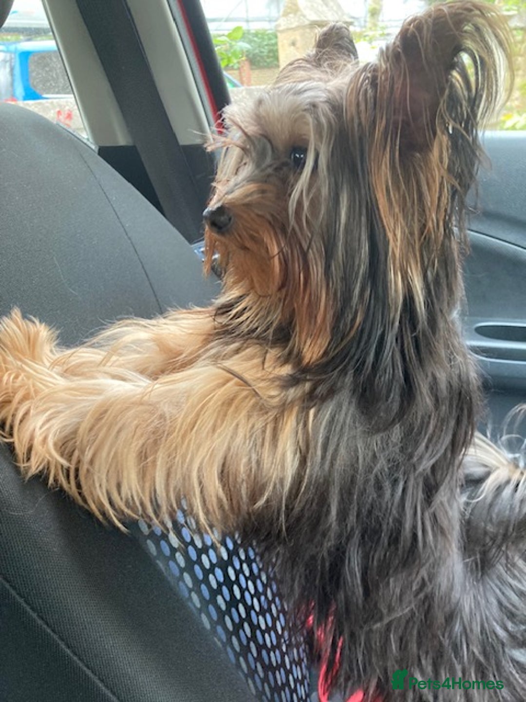 Yorkshire Terrier dogs for sale: Maxi  - Advert 5