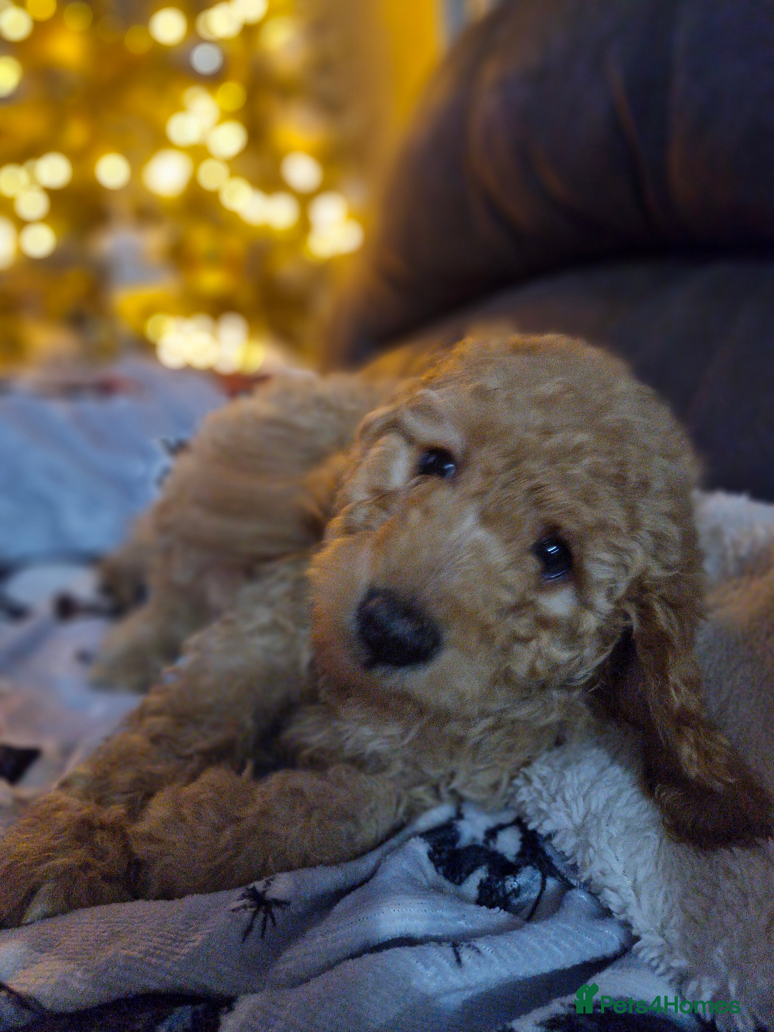 Labradoodle dogs Minuature labradoodle puppies READY NOW - Advert 1