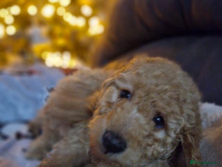 Labradoodle dogs Minuature labradoodle puppies READY NOW - Advert 1
