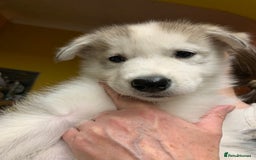 Utonagan dogs for sale: Husky x malamute  - Image 30