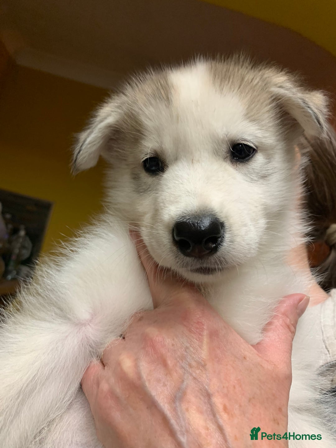 Utonagan dogs for sale: Husky x malamute  - Image 30