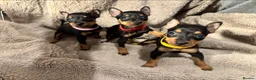 Miniature Pinscher dogs for sale: Beautiful miniature pinscher puppies  - Advert 1