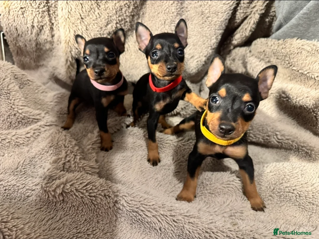 Miniature Pinscher dogs for sale: Beautiful miniature pinscher puppies  - Advert 1