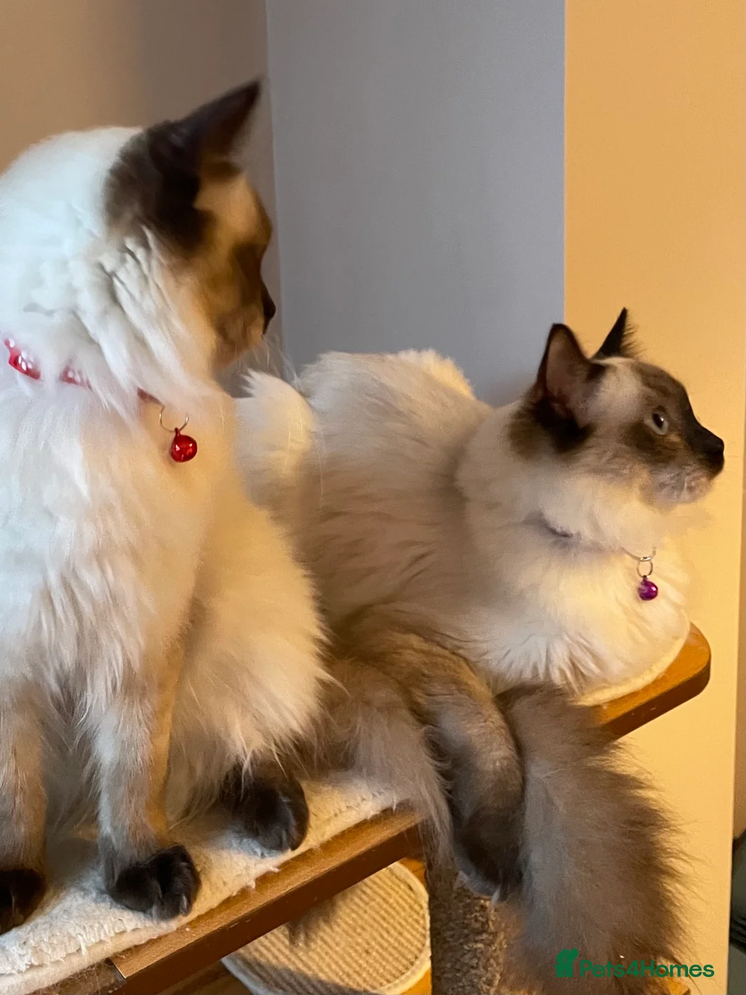 Ragdoll cats for sale: Beautiful Ragdoll boys - Advert 12