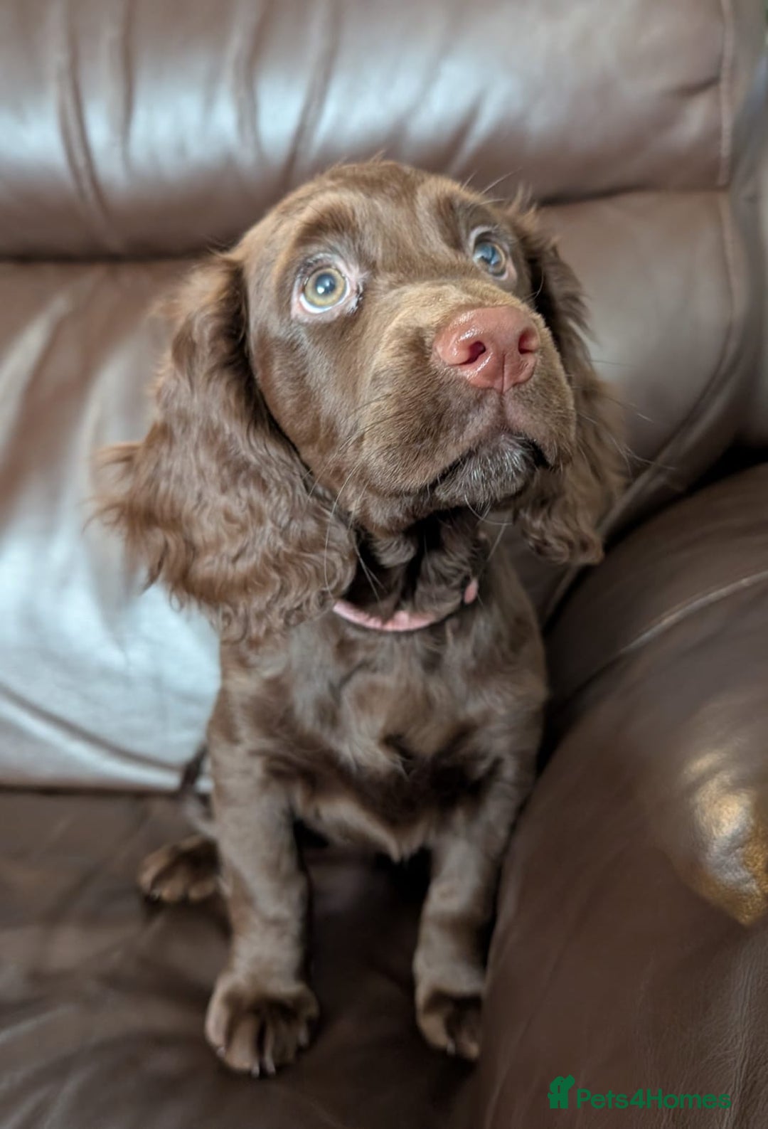 Cocker Spaniel dogs for sale: 3 Girls Looking For Loving Homes - Image 10