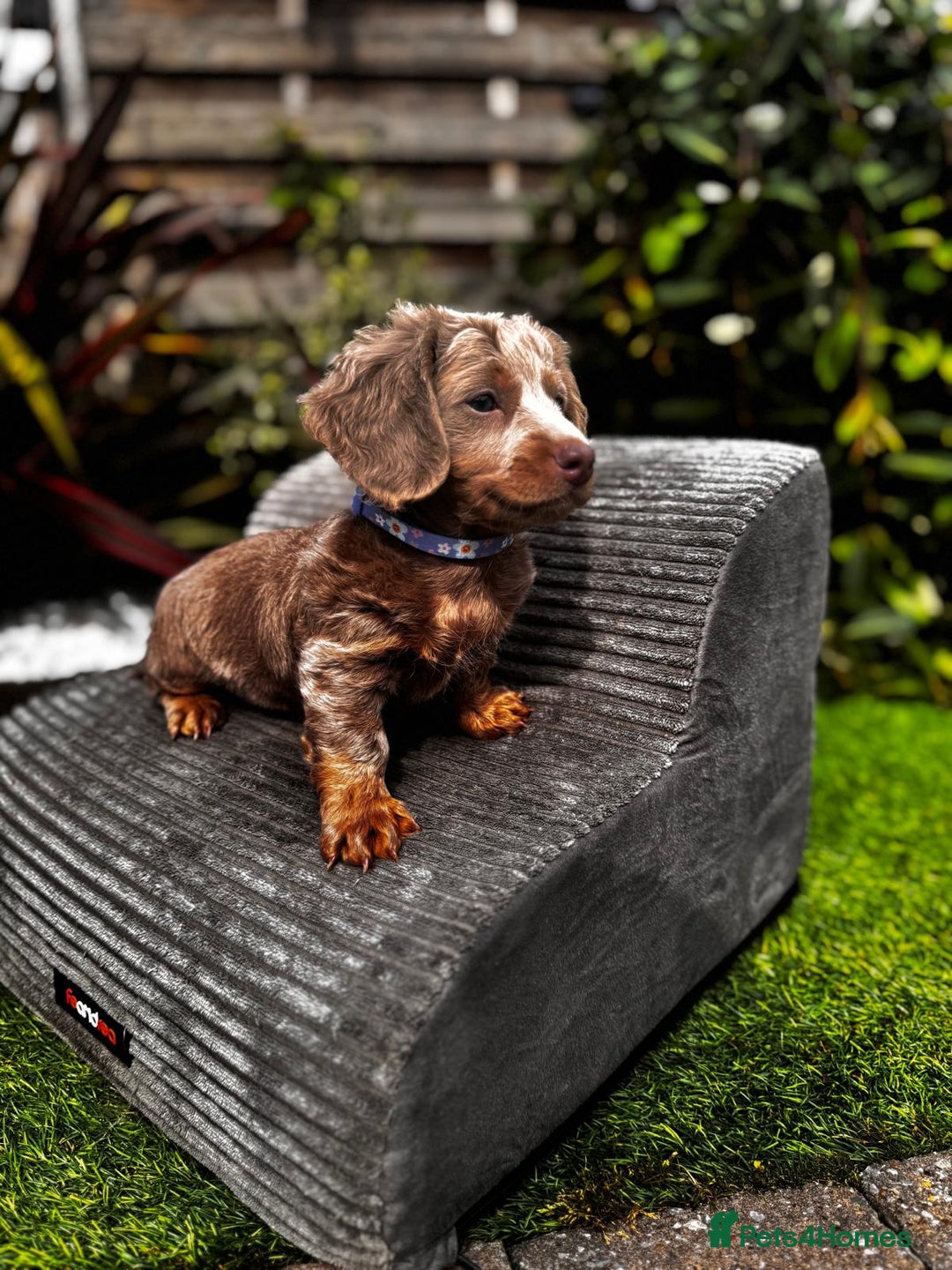 Miniature Dachshund dogs for sale: 💗 READY TO LEAVE - K.C MINIATURE DACHSHUND 💗 - Image 16