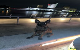 Belgian Shepherd Dog dogs for sale: Max the Dutch shepherd  - Image 1