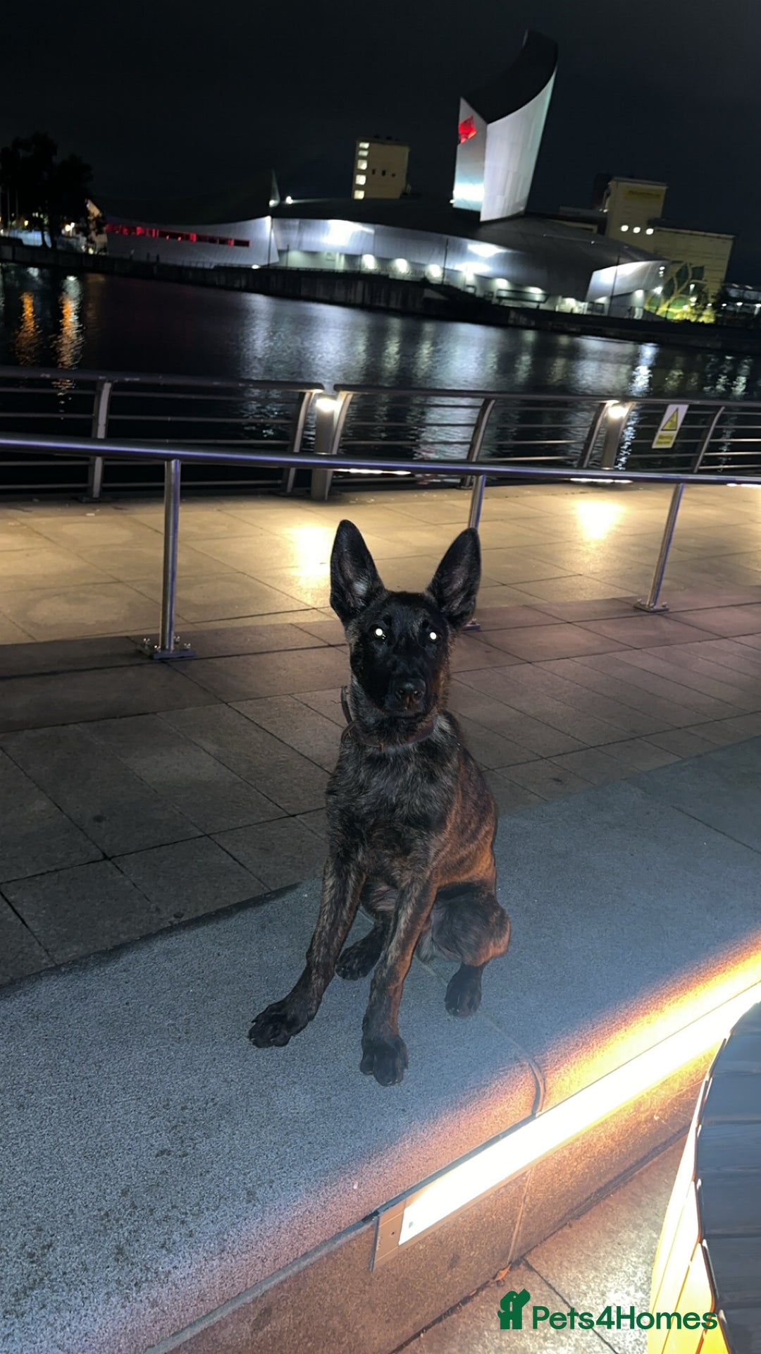 Belgian Shepherd Dog dogs for sale: Max the Dutch shepherd  - Image 1