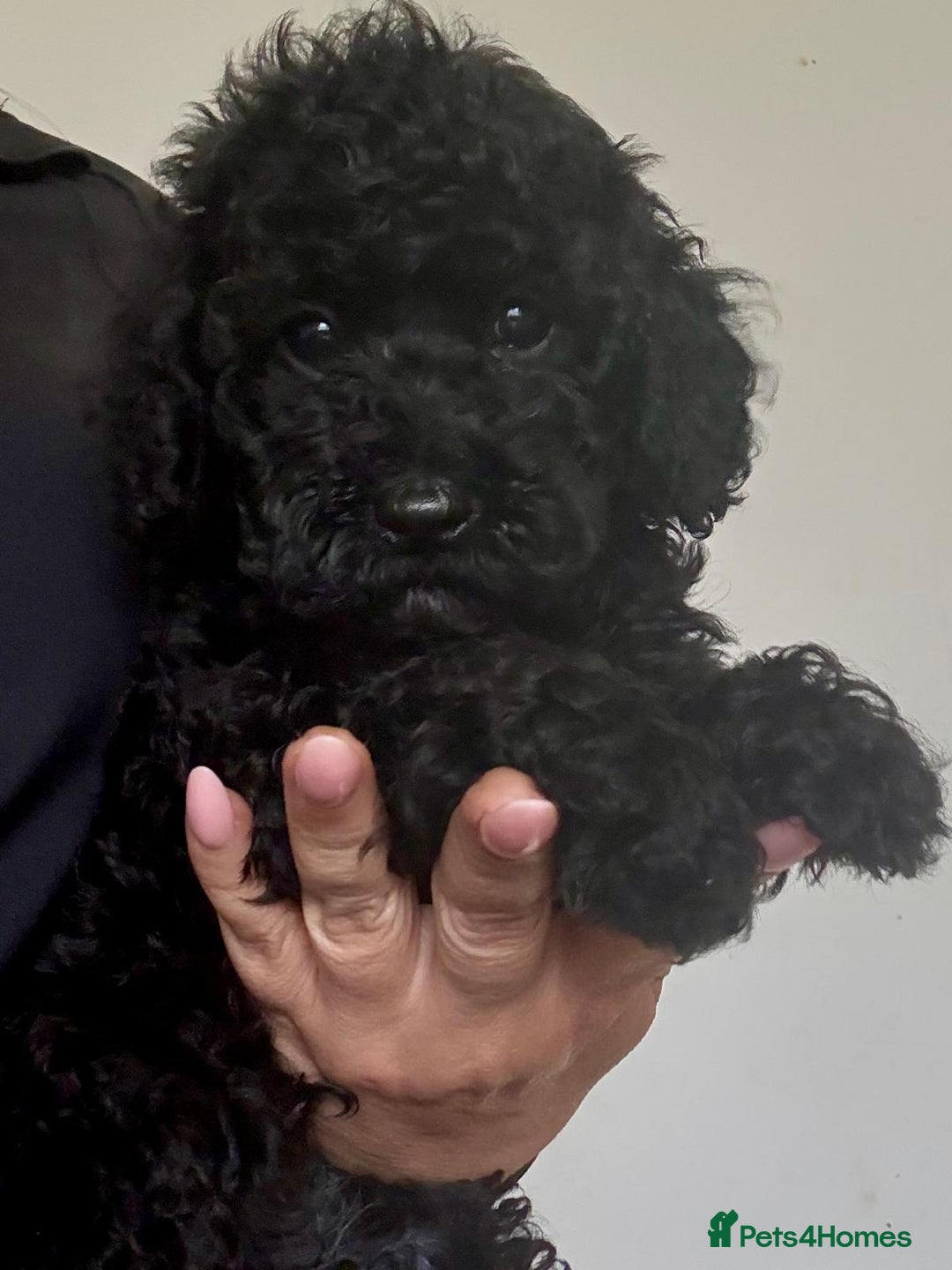 Cavapoo dogs for sale: TINY CAVAPOO BABIES - Image 3