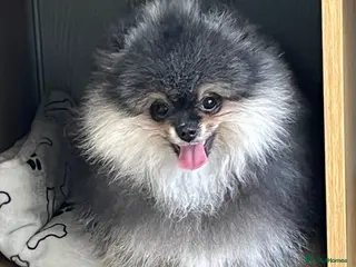 Pomeranian dogs Pom Puppies from Five Star breeder - Advert 9