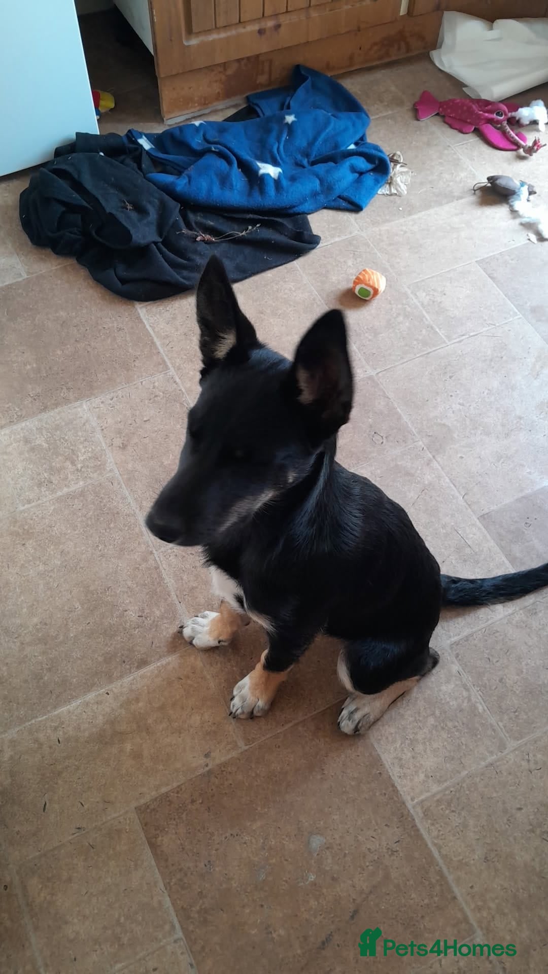 Mixed Breed dogs for sale: Mixed breed male puppy - Image 6