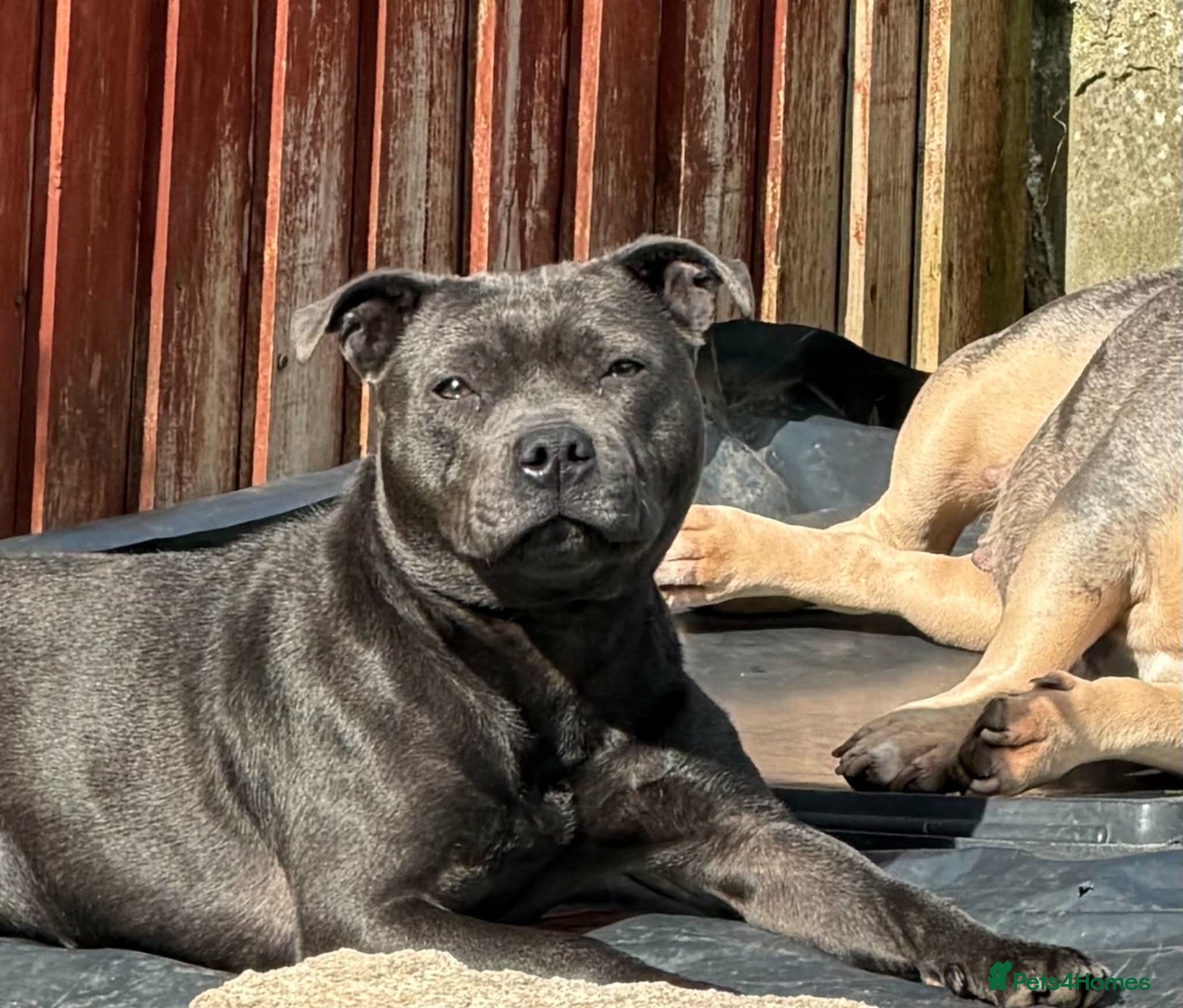 Staffordshire Bull Terrier dogs KC staffy pups  - Advert 1