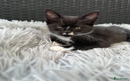 Maine Coon cats for sale: Cute kitten urgently for sell  - Image 7