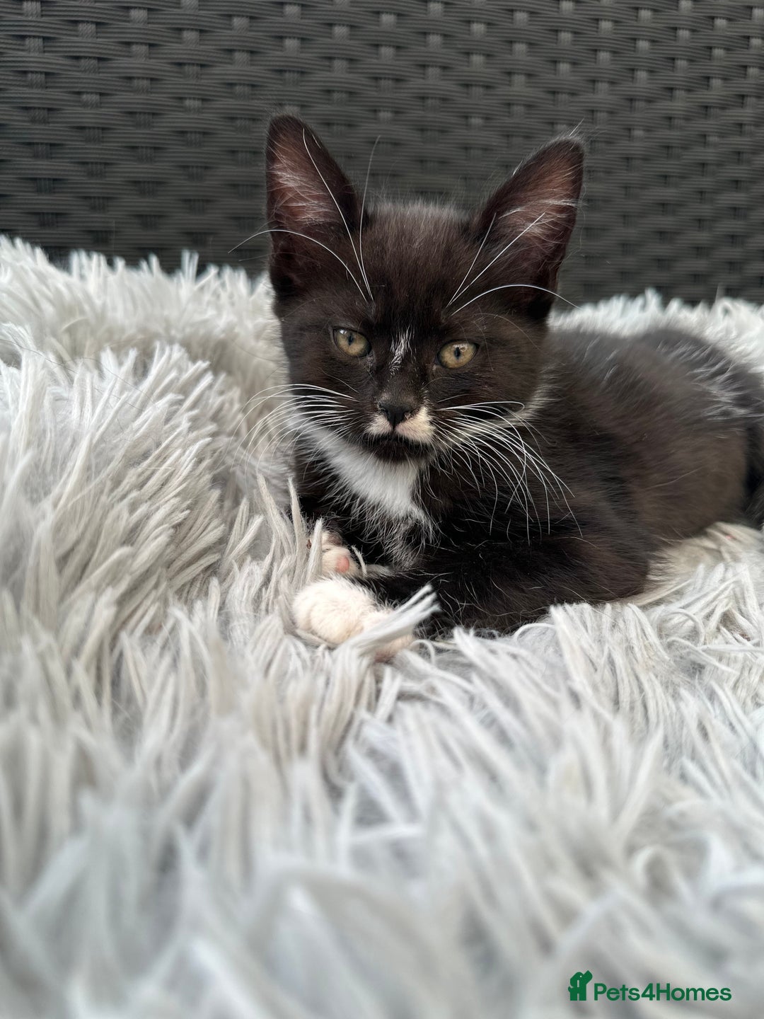 Maine Coon cats for sale: Cute kitten urgently for sell  - Image 7