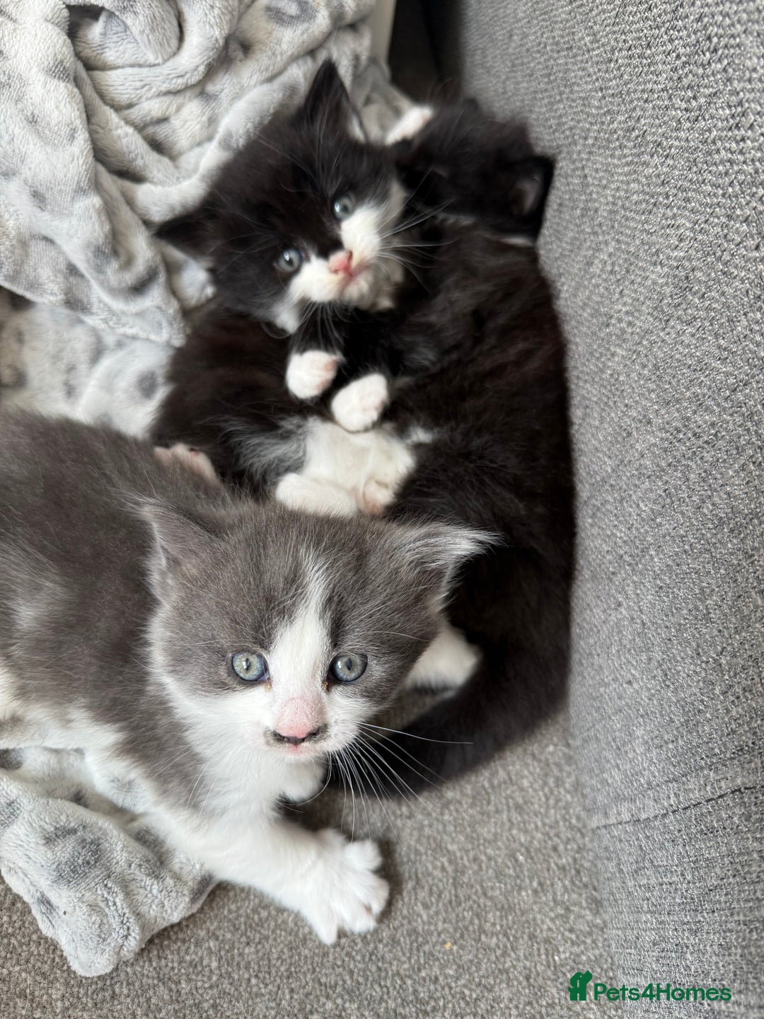 Mixed Breed cats for sale: Beautiful fluffy kittens for excellent homes  in Gillingham - Image 13