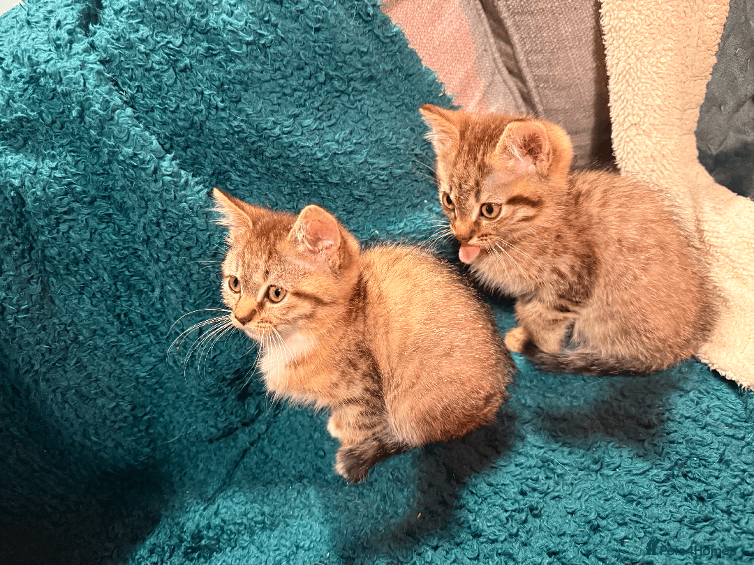 Mixed Breed cats for sale: 2 left - 4wks free insurance -himalayan x bengal - Image 8