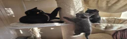 British Shorthair cats for sale: British shorthair kittens  - Advert 12