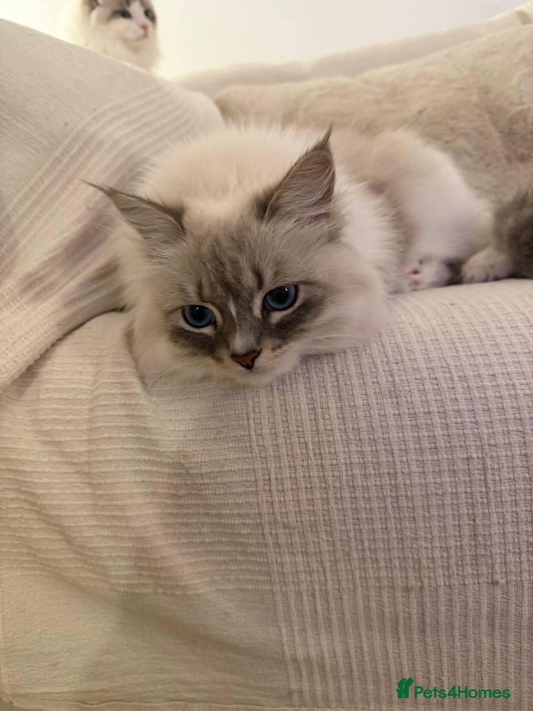 Siberian cats for sale: Rare Siberian Cats Available😻💯 - Advert 28