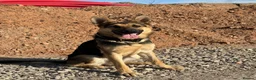 German Shepherd dogs for sale: KC Registered Young Female GSD – Trained - Advert 7