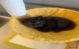 British Shorthair cats for sale: British rainbow shorthair kittens - Image 9
