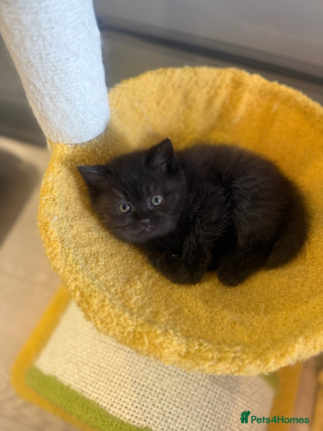 British Shorthair cats for sale: British rainbow shorthair kittens - Image 9