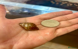 Snails invertebrates for sale: 🐌 Giant African Land Snail Babies 🐌  - Image 8