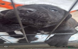 Cane Corso dogs for sale:  Stunning pure cane corso puppies - Image 8