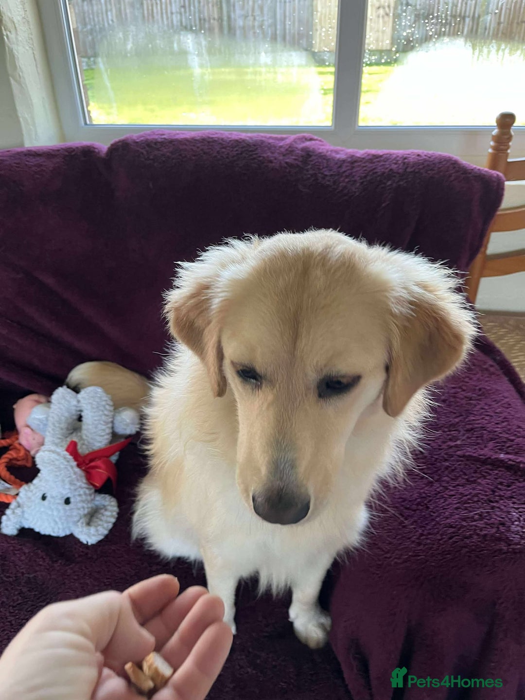 Mixed Breed dogs for adoption: PERDY - Advert 4