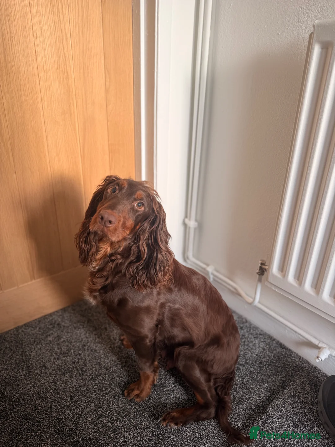 Cocker Spaniel dogs for sale: Tri colour cocker spaniel puppies, 1 red boy - Advert 21