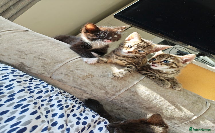 Bengal cats - Advert 10