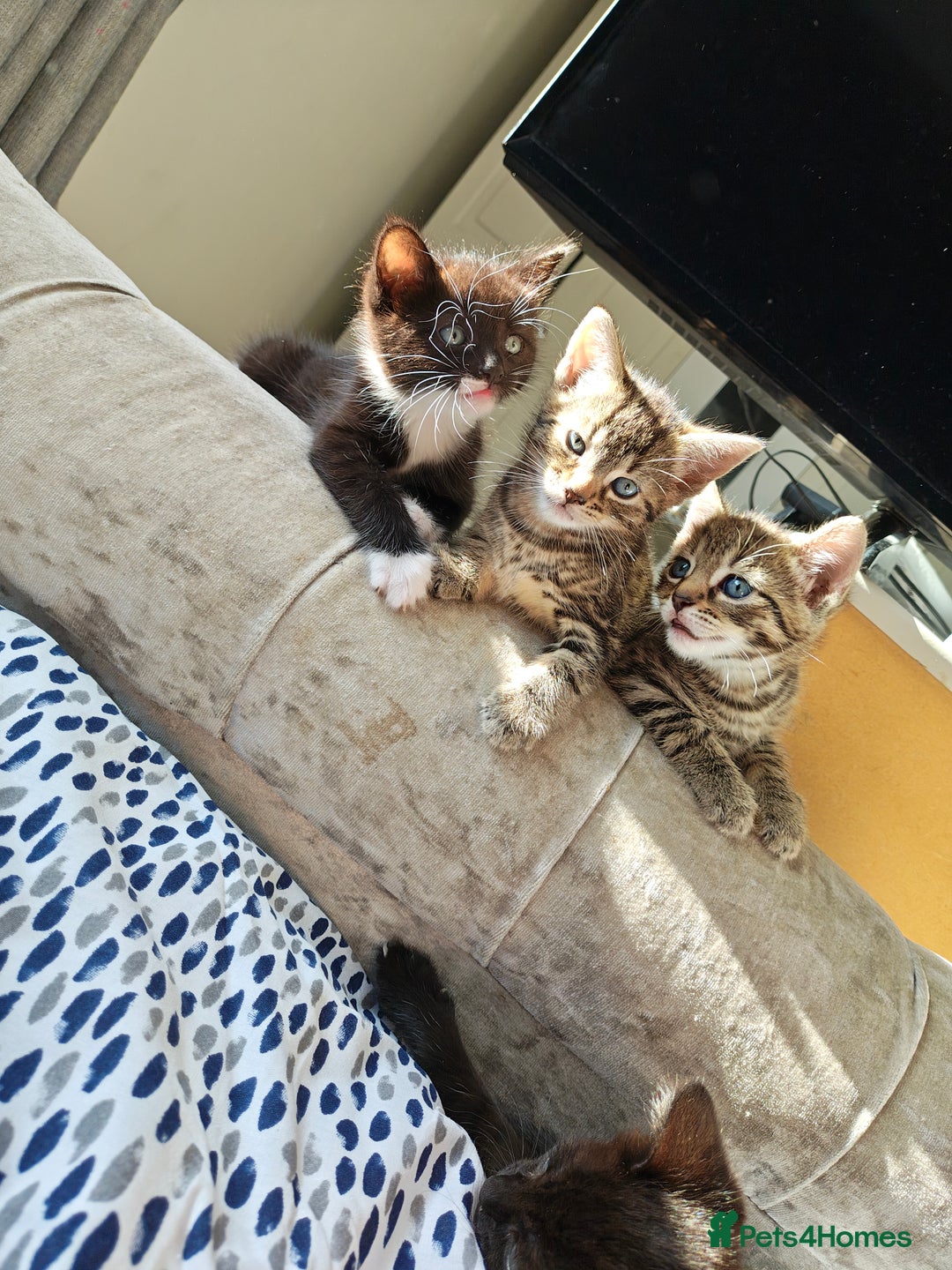 Bengal cats for sale: Bengal mix kittens - Image 1