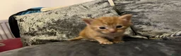 Mixed Breed cats for sale: Beautiful playfull kittens  in Nottingham - Advert 7